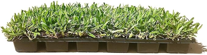 St. Augustine 'Seville' Sod - 54 Live Plugs - Drought, Salt & Shade Tolerant Turf Grass