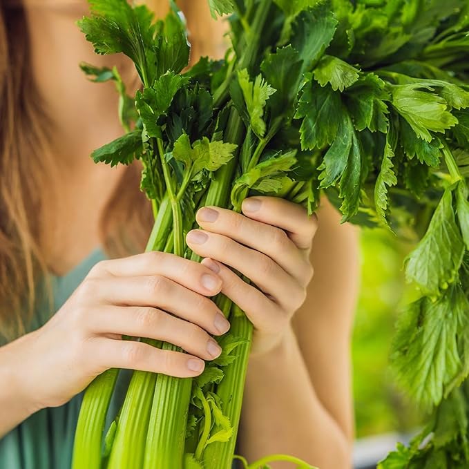 Organic Utah Tall Celery Seeds - USDA Organic, Non-GMO, Open Pollinated, Heirloom, USA Origin (5 Packets - 1.25 Grams - Approx 2500 Seeds)