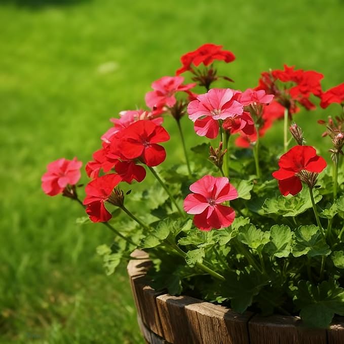 Geranium Flower Seeds for Planting, 10 Red Pelargonium Seed, Perennial Flower Plants, Non-GMO Heirloom Geranium Seeds for Garden Home Outdoor