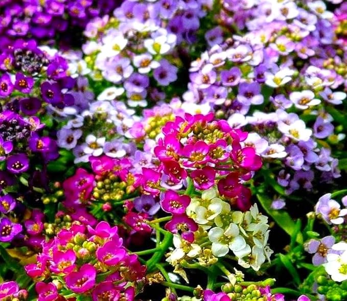 Seeds Multicolor Alyssum Seed Mix 800+ Seeds for Panting Annual Low-Growing Flower Ground Cover Carpet Flower