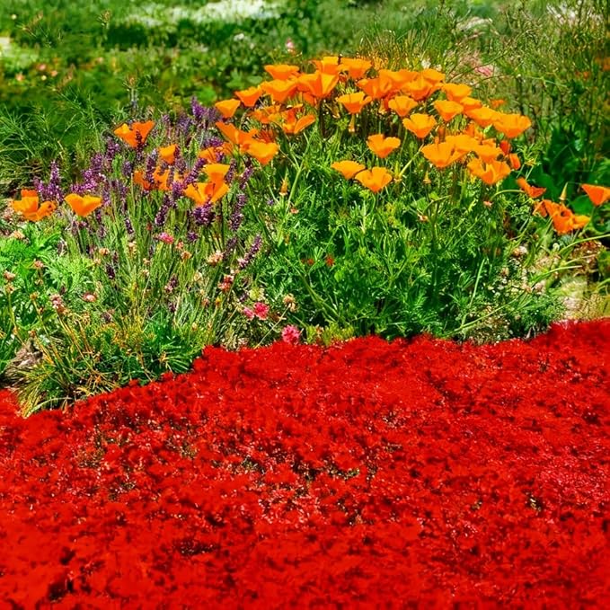 15000pcs Red Creeping Thyme Seeds Ground Cover,Thyme Seeds for Planting Indoors,Thymus Seed Perennial Flower Non-GMO Heirloom for Home Garden