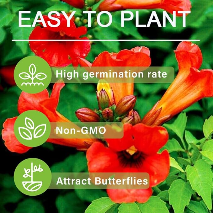 110 Hummingbird Trumpet Vine Seeds for Planting Outdoor Flowers-Trumpet Creeper Seeds Non-GMO Heirloom Pollinator Garden