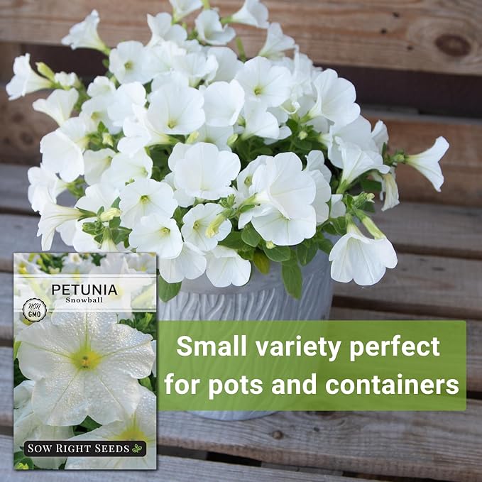 Sow Right Seeds - Snowball Petunia Seeds for Planting Outdoors - Non-GMO Heirloom Variety - Dwarf Flower - Easy to Grow White Petunias - Ideal for Flower Beds, Garden Borders, Containers (4)