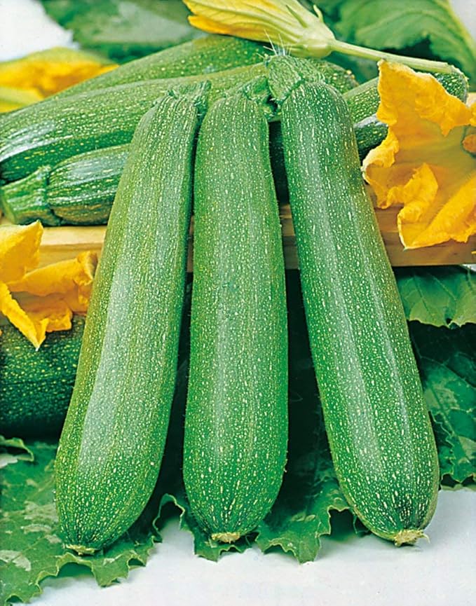CEMEHA SEEDS - Seeds Light Green Zucchini Courgette Squash 36 Days Non GMO Vegetable for Planting
