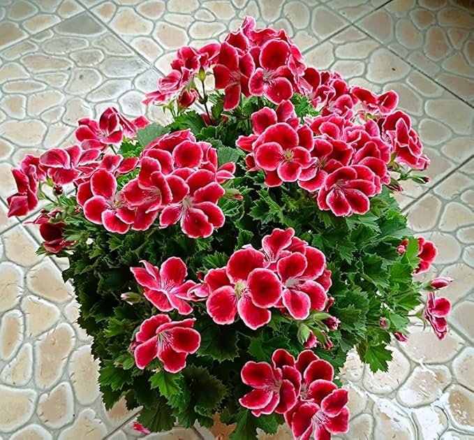 10+ Mixed Geranium Seeds Luster Mix Fragrant Flowers Garden Planting