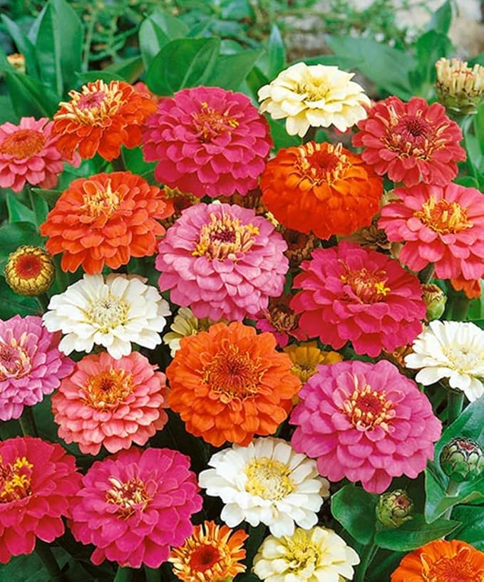 Zinnia - California Giant Flower Seeds Mix - 1,500 Seeds by Seeds2Go