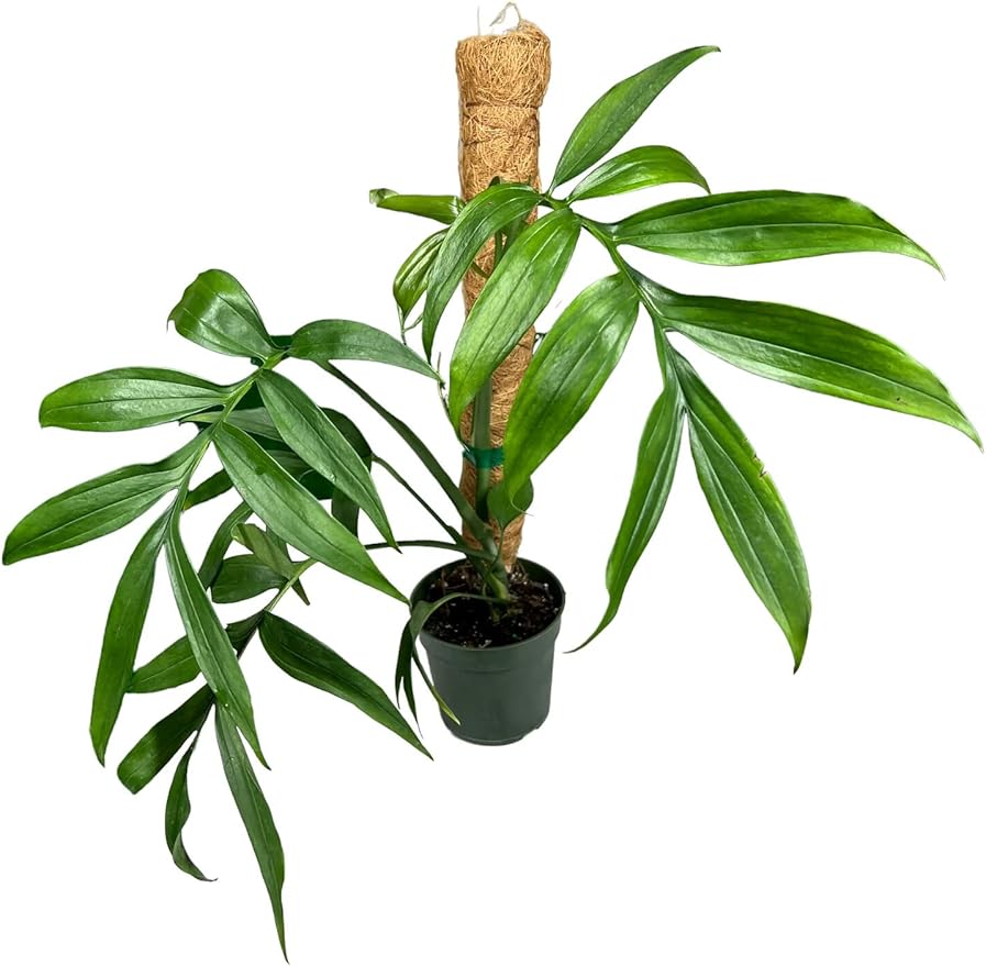 GARDENERA Monstera Subpinnata Soil Blend - Designed to Meet The Unique Needs of Your Plant - 4 Quart