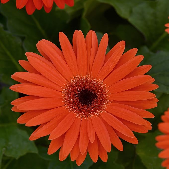 Outsidepride Pastel Orange Gerbera Seeds - 10 Pcs Perennial, Compact & Low Maintenance, Flower Seeds for Planting w/Vibrant Orange Blooms, Ideal for Garden Landscaping & Cut Flower Arrangements
