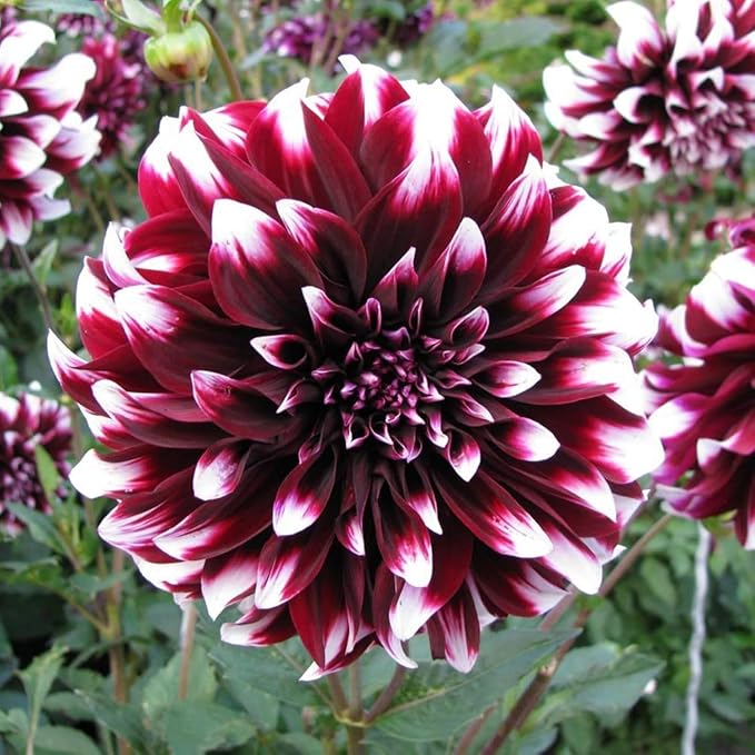 400+Perennial Mixed Dahlia Pompon Flower Seeds for Planting Ourdoor Beautiful Heirloom