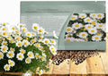 Outsidepride Creeping Daisy Chrysanthemum Seeds - 10,000 Pcs. Annual, Drought Tolerant Flower Seeds for Planting in Pollinator Gardens, Cut Flowers & Low Maintenance Landscaping