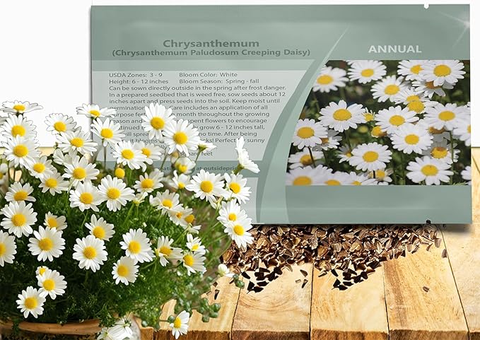 Outsidepride Creeping Daisy Chrysanthemum Seeds - 5,000 Pcs. Annual, Drought Tolerant Flower Seeds for Planting in Pollinator Gardens, Cut Flowers & Low Maintenance Landscaping