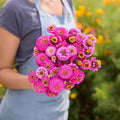 Eden Brothers Zinnia Seeds - Lilliput Purple, Non-GMO Seeds for Planting, 1/4 lb | Low-Maintenance Flower Seeds, Plant During Spring, Zones 3, 4, 5, 6, 7, 8, 9, 10