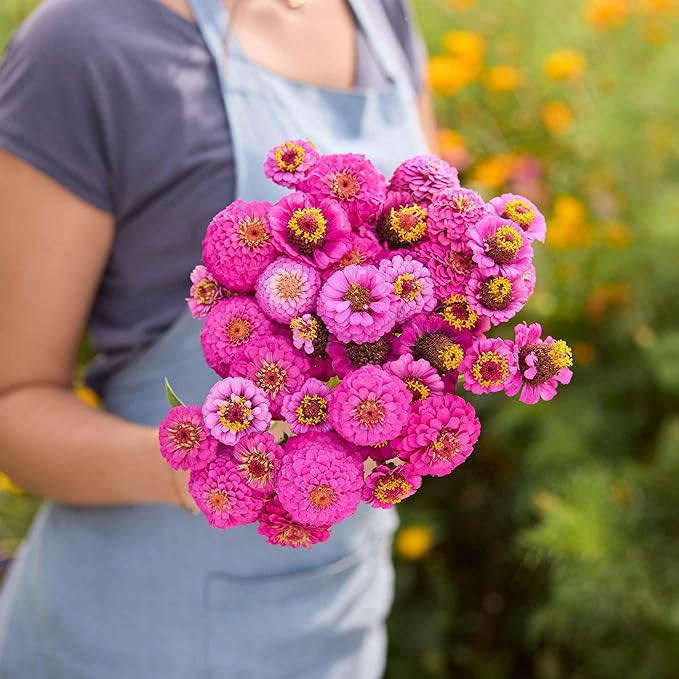 Eden Brothers Zinnia Seeds - Lilliput Purple, Non-GMO Seeds for Planting, Packet | Low-Maintenance Flower Seeds, Plant During Spring, Zones 3, 4, 5, 6, 7, 8, 9, 10
