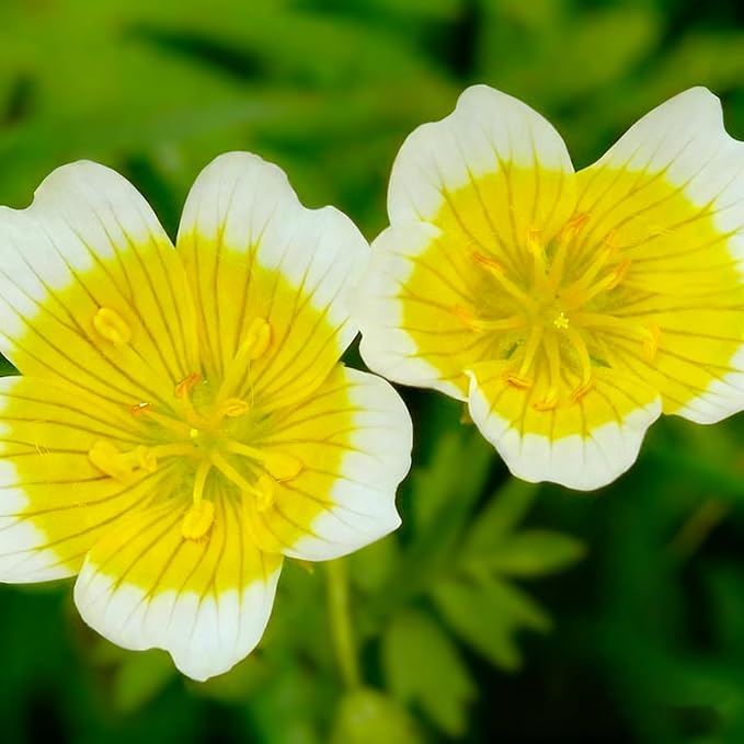 2000+ Limnanthes Douglasii Flower Seeds for Planting, Yellow-White Poached Meadowfoam Plant Seeds, Annual Heirloom Non-GMO Poached Egg Flower Seeds for Home Garden Outdoor