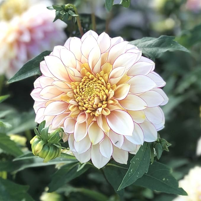 Eden Brothers Dahlia Bulbs (Anemone-Flowered) - Polka, Non-GMO Bulbs for Planting, 2 Bulbs | Low-Maintenance Flower Bulbs, Plant During Spring, Zones 8, 9, 10, 11
