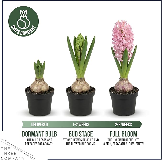 Live Flowering Hyacinth (4 Per Pack) - Grower's Choice Assorted Colors, Beautiful Spring Bulbs, Ships Dormant in a 1 Pint Pot, Blooms in 2-3 Weeks
