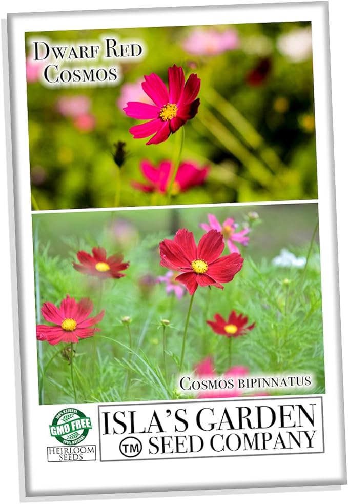 Dwarf Red Cosmos Flower Seeds for Planting, 100+ Heirloom Seeds Per Packet, (Isla's Garden Seeds), Non GMO Seeds, Scientific Name: Cosmos Bipinnatus, Great Home Flower Garden Gift