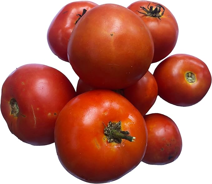Homestead Tomato Seeds (Solanum lycopersicum) 150 Seeds (0.5 Grams)