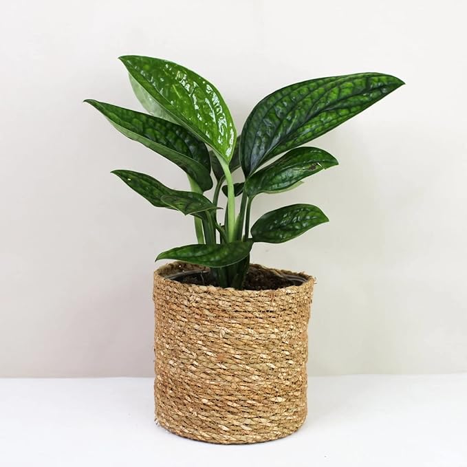 GARDENERA Premium Monstera Karstenianum Planting Mix - Promotes Steady Growth and Lush Foliage for Monstera Peru Plants - 1 Quant