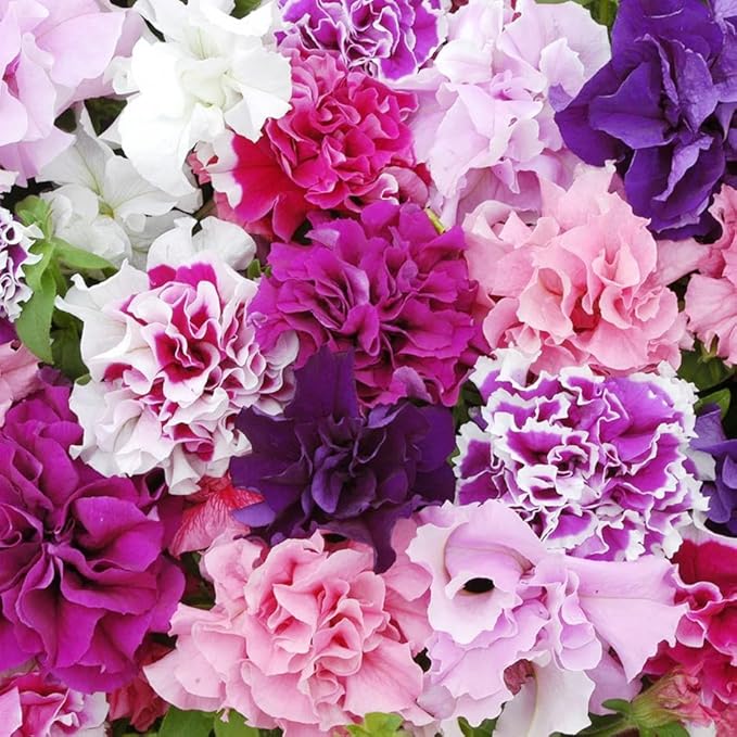 330+Perennial Petunia Double Flower Seed for Planting Outdoor