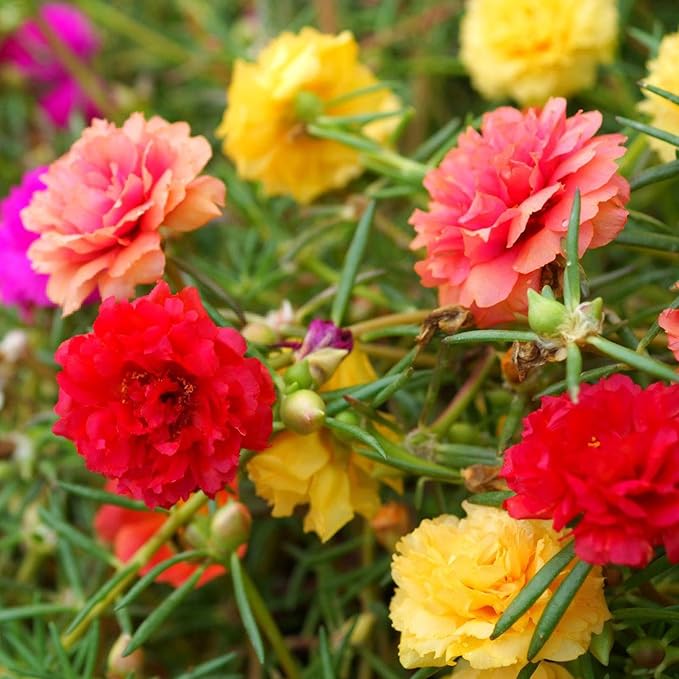 Moss Rose Seeds, 40,000+ Bulk Flower Seeds for Planting Outdoors(99% Pure Live, Non-GMO), Mixed Colors and Large Blooms, Attracts Pollinators, Easy to Grow