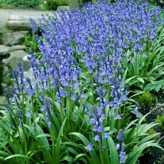 Votaniki Scilla Hyacinthoides Campanulata Blue - Vibrant Bluebell Flowers for Spring, Hardy Perennial Flower Wood Hyacinths (Spanish Bluebells) Bulbs for Planting | Easy to Grow (6 Pack)