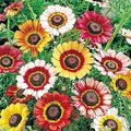 Painted Daisy Seeds - Chrysanthemum Carinatum - 2500 Seeds