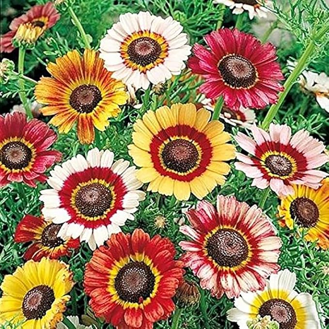 Painted Daisy Seeds - Chrysanthemum Carinatum - 2500 Seeds