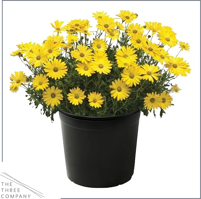 Live Flowering Osteospermum Plant - Yellow (3 Plants Per Pack) - Beautiful African Daisies - Early Spring Color - 12" Tall by 5" Wide in 1 Qt Pot