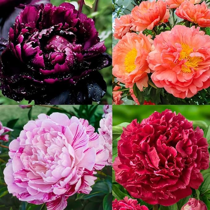 100Pcs Peony Flower Seeds – Premium Peony Seeds for Planting – Easy to Grow Fragrant Garden Flowers for Outdoor, Yard, Patio & Landscaping Decoration