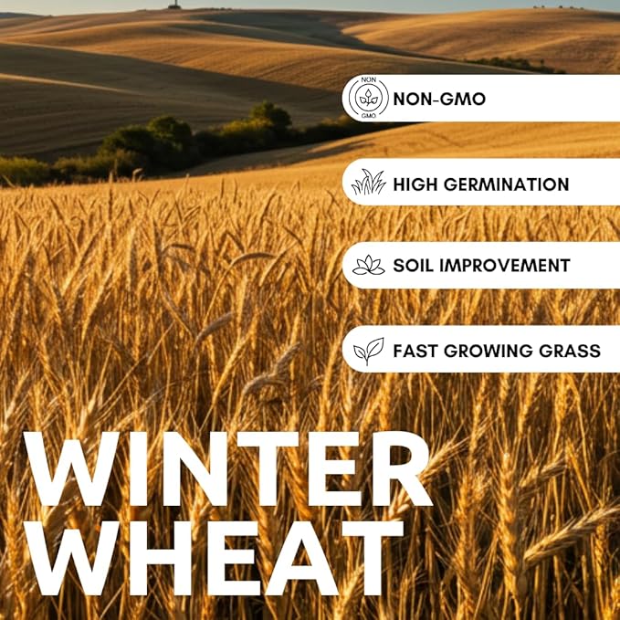 Winter Wheat Cover Crop Seeds for Planting- Non-GMO Wheat - Deer & Turkey Food Plot Seed - Cold Hardy Cover Crop (12 Ounces)