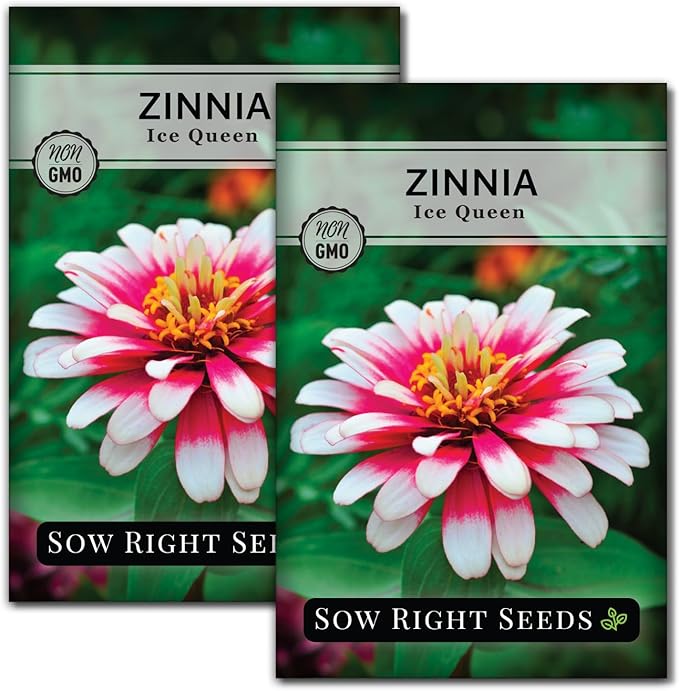 Sow Right Seeds - Zinnia Ice Queen Flower Seeds for Planting - Beautiful Flowers to Plant in Your Garden - Non-GMO Heirloom Seeds - Pink with White Tips Variety - Attract Pollinators - Cut Flower (2)