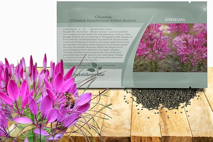 Outsidepride Violet Cleome Seeds - 2000 Pcs Annual Flower Seeds with Large, Airy, Spidery Blooms, Drought Tolerant Spider Plant for Xeriscaping, Flower Bed, Border, Pollinator, & Cut Flower Garden