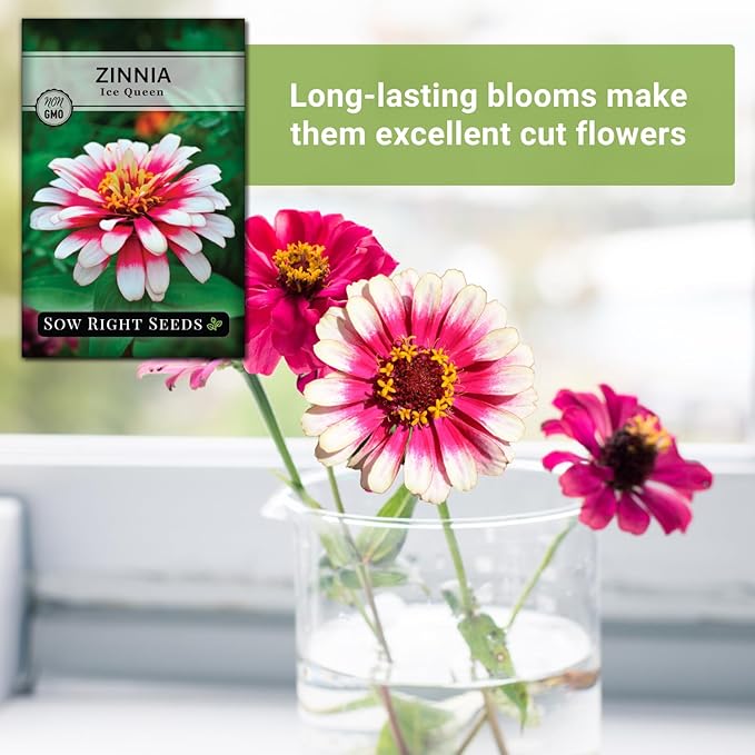 Sow Right Seeds - Zinnia Ice Queen Flower Seeds for Planting - Beautiful Flowers to Plant in Your Garden - Non-GMO Heirloom Seeds - Pink with White Tips Variety - Attract Pollinators - Cut Flower (1)