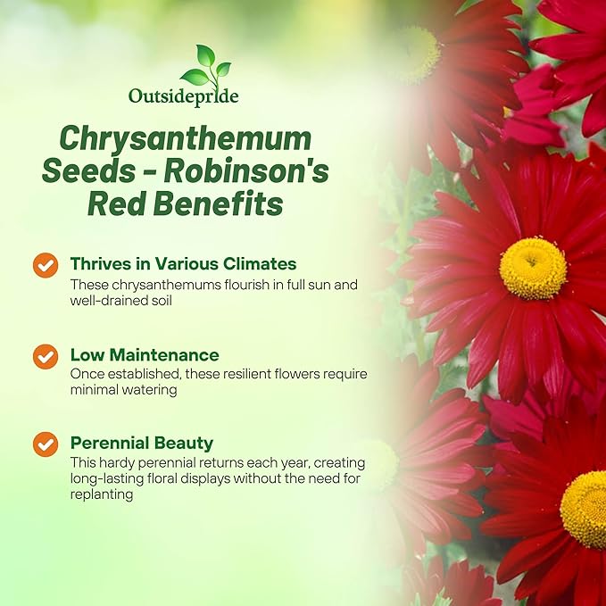 Outsidepride Robinson's Red Chrysanthemum Seeds - 10000 Pcs. Perennial, Drought Tolerant Flower Seeds for Planting in Pollinator Gardens, Cut Flowers & Low Maintenance Landscaping