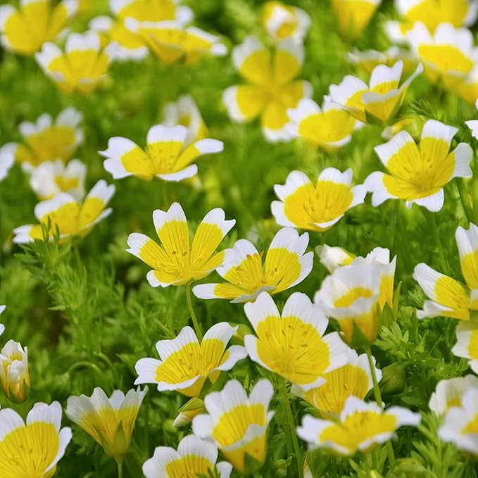Outsidepride Meadowfoam Seeds - 2000 Pcs. Annual, Self-Seeding & Low Maintenance, Ground Cover Seeds for Planting Fragrant Yellow-White Blooms, Great for Gardens, Borders, & Container Displays