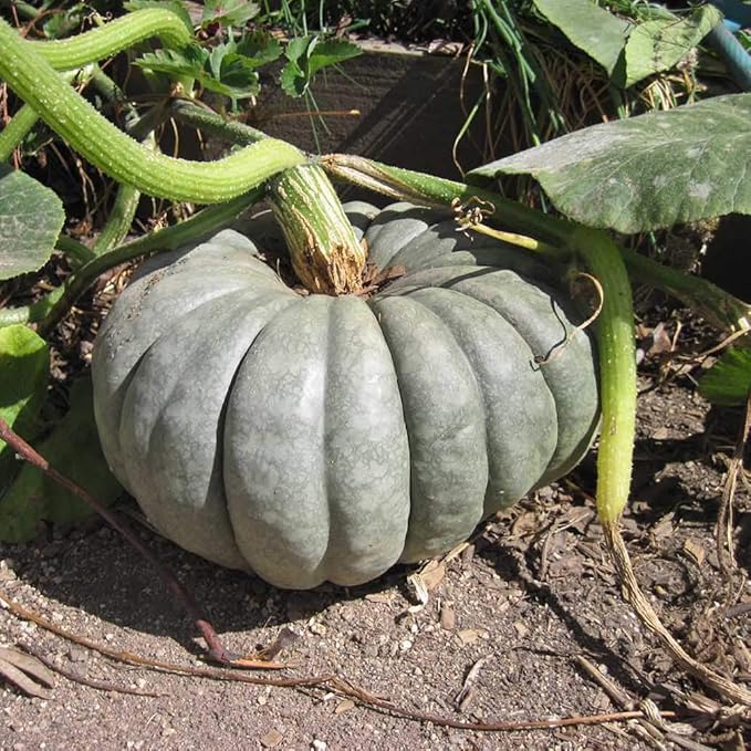 NIKA SEEDS - Seeds Vegetable Pumpkin Queensland Blue (Cucurbita Maxima) - 10 Seeds