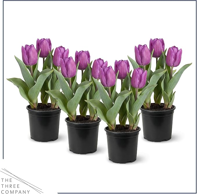 Live Flowering Tulip (4 Per Pack) - Purple, Beautiful Spring Bulbs, Ships Dormant in 1 Pint Pot, Blooms in 2-3 Weeks