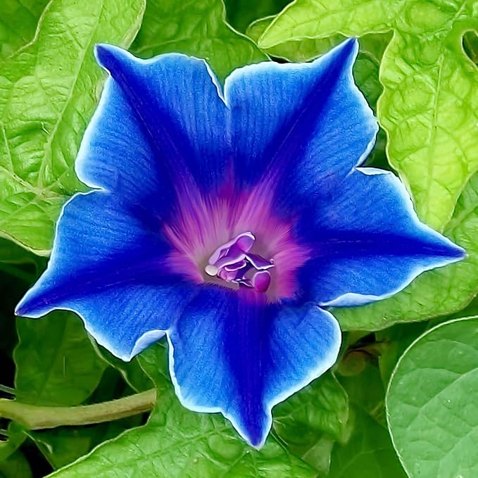 Eden Brothers Morning Glory Seeds - Blue Picotee, Non-GMO Seeds for Planting, Packet | Low-Maintenance Flower Seeds, Plant During Spring, Zones 1, 2, 3, 4, 5, 6, 7, 8, 9, 10