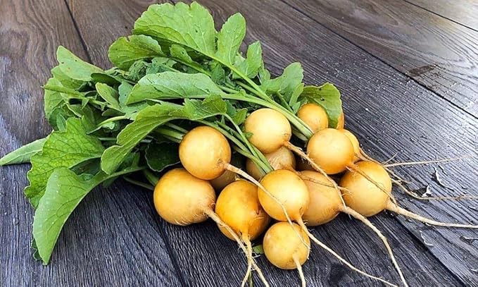 Seeds Vegetable Radish Yellow 23 Days Heirloom - 300 Seeds