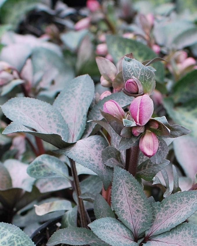 Perennial Farm Helleborus Frostkiss® Dorothy's Dawn® No. 1
