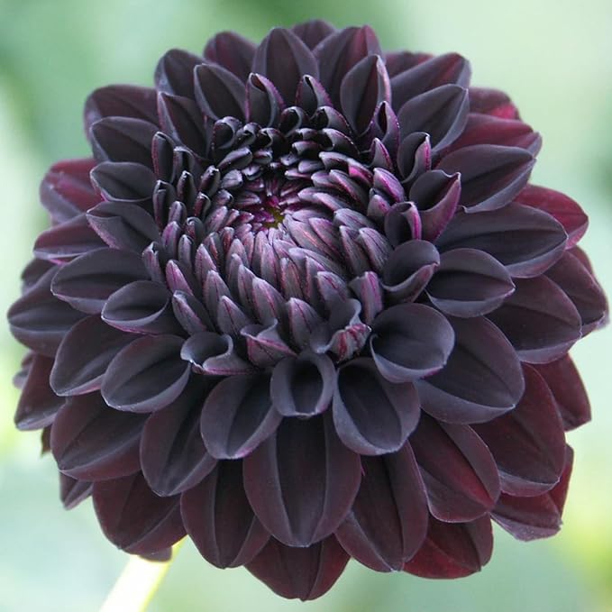 500+ Perennial Dahlia Flower Seeds Exotic Multi-Color Beautiful Dahlia Seeds for Planting Non-GMO Flowers Seeds Garden Outdoor
