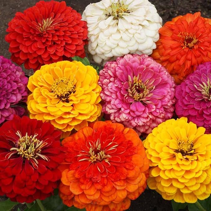 100 Zinnia Seeds for Planting Flowers Garden Seeds Mixed Easy to Grow Colourful Flowers