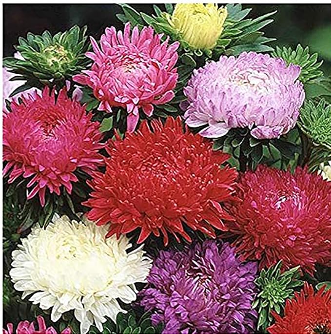 China Asters Seeds - Mixed Single Asters