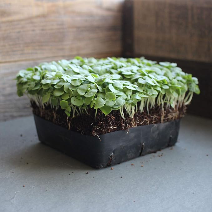 Genovese Basil Microgreens Seeds - 4 oz ~ 64,000 Seeds - Non-GMO Bulk Seed for Growing Micro Herbs, Indoor Gardening, Herb Garden, Micro Greens
