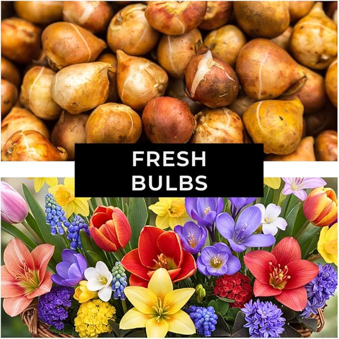 Complete Spring Flower Garden | 50 Fresh Bulbs | Bloom All Spring and Summer | Easy to Grow Flower Bulb, Indoor/Outdoor | Tulips, Daffodils, Crocus, Gladiolus - Living Gift