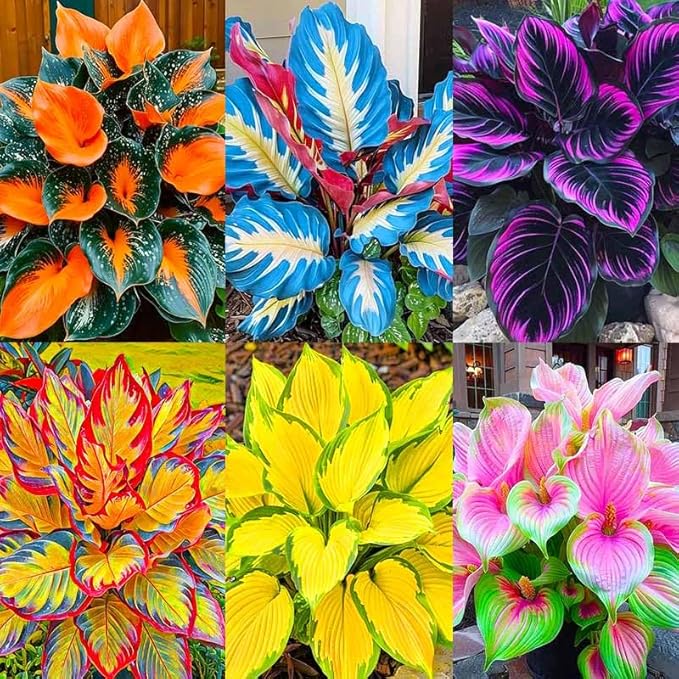 185+ Mixed Color Hosta Seeds for Planting Outdoors- Shade/Cold Tolerant Perennials, Dual Use for Ground Cover & Pots, Low Maintenance Flowers