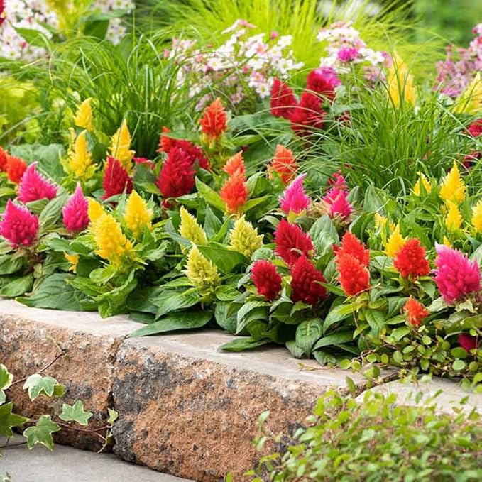 100pcs Mixed Celosia Seed for Planting - Celosia Cristata Plumosa Cockscomb Woolflower Non-GMO Heirloom Seeds to Plant Exotic Flower for Outdoors
