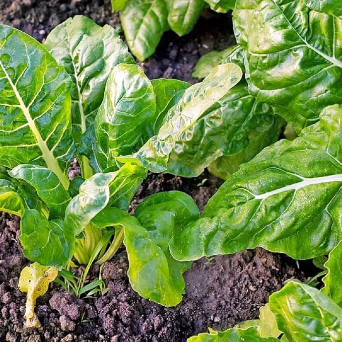 Perpetual Spinach Swiss Chard Seeds,50 Count COOL BEANS N SPROUTS Brand. Heirloom. Non-GMO. Home Gardening.