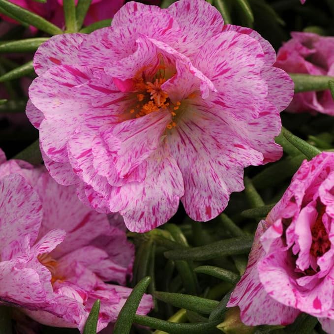 Outsidepride Peppermint Moss Rose Seeds - 500 Pcs Annual, Drought & Heat Tolerant, Pollinator Friendly Ground Cover Seeds for Planting w/Vibrant Blooms & Succulent Foliage, Ideal for Xeriscaping